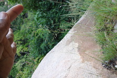 Eragrostis atrovirens